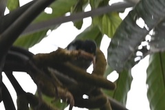 Hemithraupis flavicollis