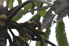 Hemithraupis flavicollis