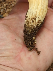 Butyriboletus pulchriceps