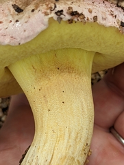 Butyriboletus pulchriceps