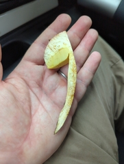 Butyriboletus pulchriceps