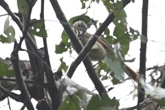 Ancistrops strigilatus