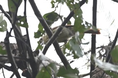 Ancistrops strigilatus