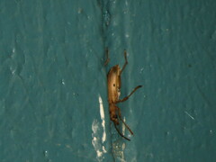 Centrodera