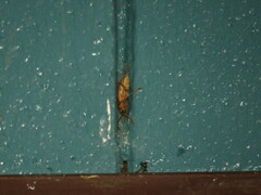 Centrodera