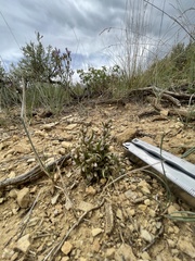 Gentianella tortuosa