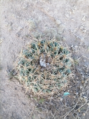 Coryphantha pycnacantha