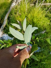 Salix myricoides