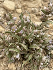 Gentianella tortuosa