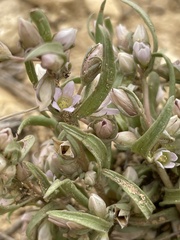Gentianella tortuosa