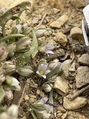 Gentianella tortuosa