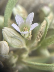 Gentianella tortuosa