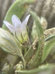 Gentianella tortuosa