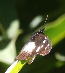 Pseudacraea lucretia