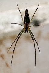Leucauge decorata