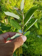 Salix myricoides