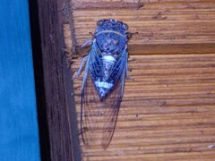 Diceroprocta cinctifera