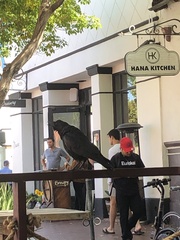 Corvus brachyrhynchos