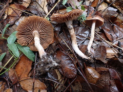 Cortinarius subturibulosus