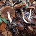 Cortinarius Sect. Bombycini - Photo (c) Sigrid Jakob, some rights reserved (CC BY), uploaded by Sigrid Jakob