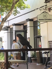 Corvus brachyrhynchos