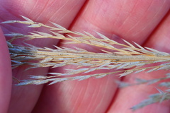 Triodia stenostachya