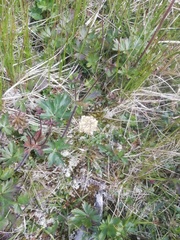 Anemonastrum sibiricum