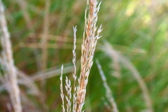 Triodia stenostachya