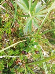 Anemonastrum sibiricum
