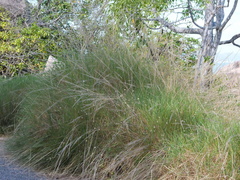 Triodia stenostachya