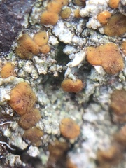 Protoblastenia rupestris