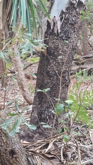 Corymbia tessellaris