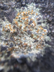 Protoblastenia rupestris