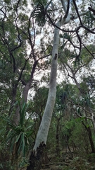 Corymbia tessellaris