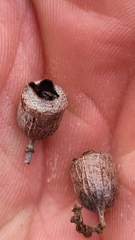 Corymbia tessellaris