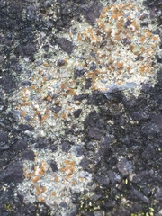 Protoblastenia rupestris