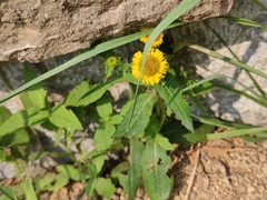 Inula japonica