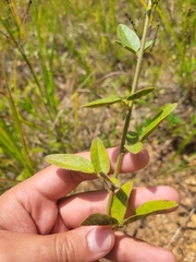 Desmodium obtusum