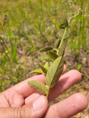 Desmodium obtusum