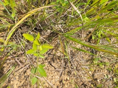 Desmodium obtusum