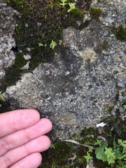 Protoblastenia rupestris