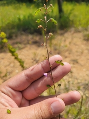 Desmodium obtusum