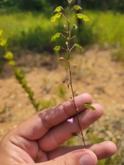 Desmodium obtusum