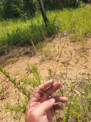Desmodium obtusum