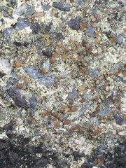 Protoblastenia rupestris