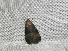 Acrobasis advenella