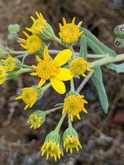 Senecio magnificus