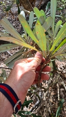 Banksia integrifolia compar