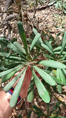 Banksia integrifolia compar