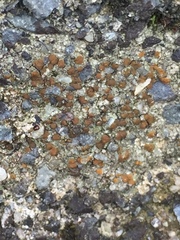 Protoblastenia rupestris